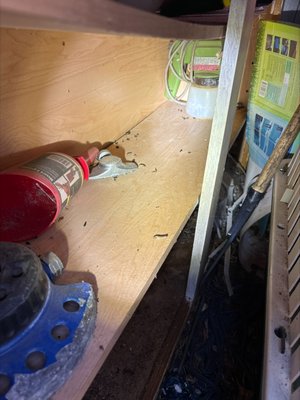 Rodent Control - Rodents can cause serious damage! They chew on wires, insulation, and furniture, sometimes even causing electrical fires. In addition, they can carry diseases and contaminate food. They are especially tricky because they often sneak into homes unnoticed, using tiny gaps or cracks to get in.
At American Turf & Pest Titans, Inc., we offer comprehensive rodent control services designed to protect your home from damage and health risks. Our team will conduct a thorough inspection to identify points of entry and assess the extent of the infestation. Based on our findings, we provide tailored solutions, including both mechanical and bait options, to eliminate rodents inside and outside your home.
While we don't offer rodent exclusion services, we will ensure the infestation is eradicated and provide you with expert advice on securing your home to prevent future issues.
If you're dealing with a rodent problem, contact us today for a free consultation and customized quote. Let us help you restore peace of mind with effective, professional rodent control. Rodent Control - Rodents can cause serious damage! They chew on wires, insulation, and furniture, sometimes even causing electrical fires. In addition, they can carry diseases and contaminate food. They are especially tricky because they often sneak into homes unnoticed, using tiny gaps or cracks to get in.
At American Turf & Pest Titans, Inc., we offer comprehensive rodent control services designed to protect your home from damage and health risks. Our team will conduct a thorough inspection to identify points of entry and assess the extent of the infestation. Based on our findings, we provide tailored solutions, including both mechanical and bait options, to eliminate rodents inside and outside your home.
While we don't offer rodent exclusion services, we will ensure the infestation is eradicated and provide you with expert advice on securing your home to prevent future issues.
If you're dealing with a rodent problem, contact us today for a free consultation and customized quote. Let us help you restore peace of mind with effective, professional rodent control.