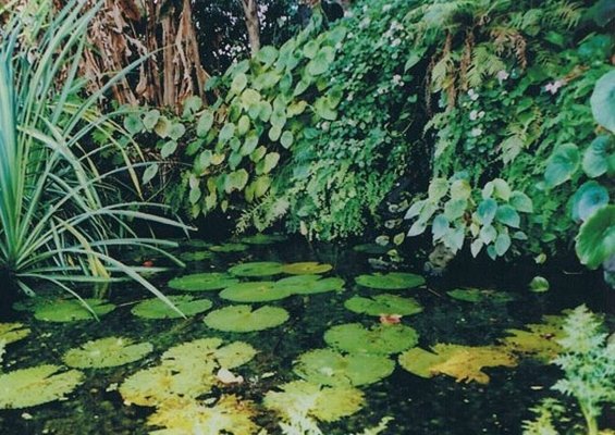 Custom Ponds - We Specialize in Custom Landscape Design, Waterfalls and Water Features for the Greater Miami Area. Call us today for an estimate!