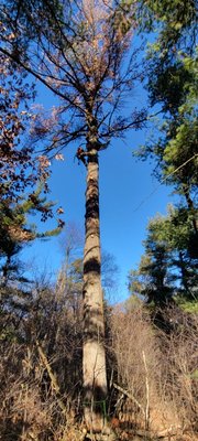 theOne of our biggest tree removals - This big dead white pine was removed, so it would not have the chance to fall on the home owners home. theOne of our biggest tree removals - This big dead white pine was removed, so it would not have the chance to fall on the home owners home.