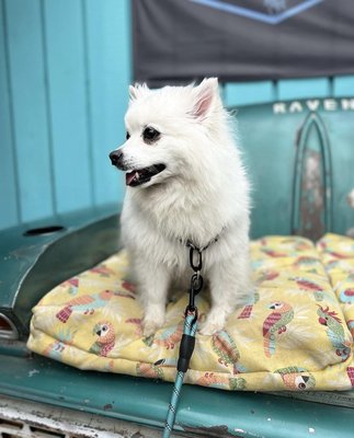 Door-To-Door Services - Loki's trip from Edmonton to Seattle Door-To-Door Services - Loki's trip from Edmonton to Seattle