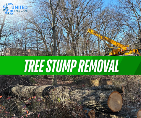 Tree Stump Removal Service - If you’re dealing with stubborn tree stumps that are taking up space and causing headaches, United Tree Care LLC offers efficient stump removal services to clear your yard. Unlike stump grinding, which leaves the stump below ground level, our stump removal service involves extracting the entire stump and root system. This thorough approach ensures that there’s no chance of regrowth and prevents any future pest issues. Whether you’re preparing for new landscaping or simply want a clean and hazard-free yard, we’ve got you covered. Our stump removal services are available not only in Manassas but also in nearby areas such as Fairfax, Arlington, Alexandria, Annandale, and throughout Northern Virginia, ensuring a complete and clean solution. Tree Stump Removal Service - If you’re dealing with stubborn tree stumps that are taking up space and causing headaches, United Tree Care LLC offers efficient stump removal services to clear your yard. Unlike stump grinding, which leaves the stump below ground level, our stump removal service involves extracting the entire stump and root system. This thorough approach ensures that there’s no chance of regrowth and prevents any future pest issues. Whether you’re preparing for new landscaping or simply want a clean and hazard-free yard, we’ve got you covered. Our stump removal services are available not only in Manassas but also in nearby areas such as Fairfax, Arlington, Alexandria, Annandale, and throughout Northern Virginia, ensuring a complete and clean solution.