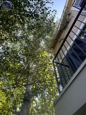 Enhancing Safety and Aesthetics: Branch Removal Services - We are pleased to announce the successful completion of our branch removal project aimed at enhancing safety and aesthetics for homeowners. Throughout the project duration, our team diligently worked to reclaim the space around houses by trimming back tree branches that posed potential risks or obstructive elements. Tree care services
Disease management - trees,Tree planting
Tree removal,Tree cabling or bracing
Tree pruning or trimming
With meticulous planning and execution, we identified and addressed branches that encroached upon buildings, windows, or pathways, mitigating the risk of property damage during storms and improving the overall appearance of the landscape. Utilizing industry-standard tools and techniques, we ensured that the health and integrity of the trees were maintained while achieving the desired outcomes for our clients.
The successful completion of this project underscores our commitment to delivering professional tree care services that prioritize safety and aesthetics. Homeowners can now enjoy enhanced outdoor spaces with peace of mind, knowing that their properties are safeguarded and their landscapes are aesthetically pleasing.
We extend our gratitude to our clients for entrusting us with their branch removal needs and look forward to continuing to serve their tree care requirements in the future. Enhancing Safety and Aesthetics: Branch Removal Services - We are pleased to announce the successful completion of our branch removal project aimed at enhancing safety and aesthetics for homeowners. Throughout the project duration, our team diligently worked to reclaim the space around houses by trimming back tree branches that posed potential risks or obstructive elements. Tree care services
Disease management - trees,Tree planting
Tree removal,Tree cabling or bracing
Tree pruning or trimming
With meticulous planning and execution, we identified and addressed branches that encroached upon buildings, windows, or pathways, mitigating the risk of property damage during storms and improving the overall appearance of the landscape. Utilizing industry-standard tools and techniques, we ensured that the health and integrity of the trees were maintained while achieving the desired outcomes for our clients.
The successful completion of this project underscores our commitment to delivering professional tree care services that prioritize safety and aesthetics. Homeowners can now enjoy enhanced outdoor spaces with peace of mind, knowing that their properties are safeguarded and their landscapes are aesthetically pleasing.
We extend our gratitude to our clients for entrusting us with their branch removal needs and look forward to continuing to serve their tree care requirements in the future.