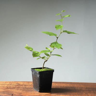 $18 to $29 Bonsai Plants - Discover the artistry of bonsai with our curated collection priced between $18 and $29. Each miniature marvel tells a unique story of resilience and beauty. From graceful Junipers to delicate Lavender Star Flowers, Bonsaify offers a diverse range for every plant enthusiast, bringing nature's tranquility to your space. $18 to $29 Bonsai Plants - Discover the artistry of bonsai with our curated collection priced between $18 and $29. Each miniature marvel tells a unique story of resilience and beauty. From graceful Junipers to delicate Lavender Star Flowers, Bonsaify offers a diverse range for every plant enthusiast, bringing nature's tranquility to your space.