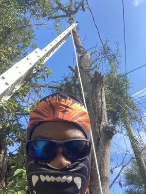 Tree removal - Campbells noble landscaping llc does great work services, we removed and stump grinder a large avocado tree in between two electrical wires running on Both side of the tree the task was difficult but we got it all done in one day