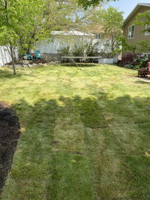 Backyard remodel - We tore out the sod and flower beds and added compost and sod to revamp the yard.