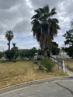 Fixer home clean out - Our client made a great decision by contacting us to clear property of weeds, ivy hedge trimming, palm tree removal and stump grinding. Force abatement for Fire Regulation is not something you want to go through. We would like to help you as we helped this client stay safe from fire hazards. Fixer home clean out - Our client made a great decision by contacting us to clear property of weeds, ivy hedge trimming, palm tree removal and stump grinding. Force abatement for Fire Regulation is not something you want to go through. We would like to help you as we helped this client stay safe from fire hazards.