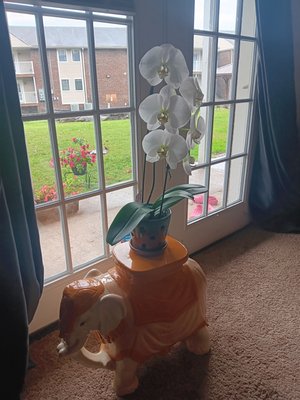 Home Decor - We added a beautiful Swan Orchid to a ceramic elephant plant stand that made the entire room pop. This was an extremely simple and easy rearrange that made the difference of a lifetime for the living room window. Home Decor - We added a beautiful Swan Orchid to a ceramic elephant plant stand that made the entire room pop. This was an extremely simple and easy rearrange that made the difference of a lifetime for the living room window.
