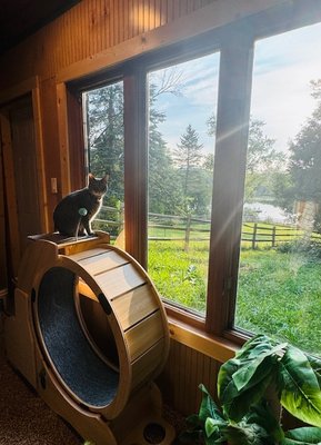 Luxury Cat Lodging - I believe that each kitty should have the very best stay possible while in my care. No cages or wire but instead, light-filled rooms with windows for prime birdwatching are offered for every kitty in the lodge. Beyond the basic care of feeding, watering and freshening litterboxes, kitties receive enrichment to ensure they are kept entertained and don't feel forgotten. Regular updates are sent home and families often "pass the phone" to show what a great time kitty is having. Luxury Cat Lodging - I believe that each kitty should have the very best stay possible while in my care. No cages or wire but instead, light-filled rooms with windows for prime birdwatching are offered for every kitty in the lodge. Beyond the basic care of feeding, watering and freshening litterboxes, kitties receive enrichment to ensure they are kept entertained and don't feel forgotten. Regular updates are sent home and families often "pass the phone" to show what a great time kitty is having.