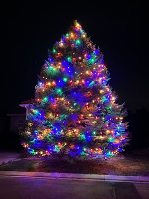 Best Tree in Longmon - This tree stands at an impressive height of over 30 feet, adorned with more than 600 LEDs. The abundance of lights makes it appear smaller than it actually is, creating a captivating visual display.