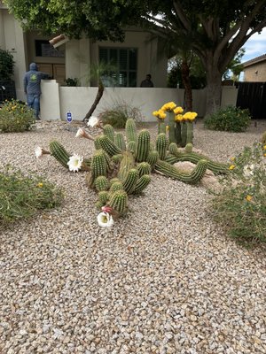 General cleanup arrowhead lakes - Our client requested a trim of bushes and palm trees; she was thrilled with the results.
