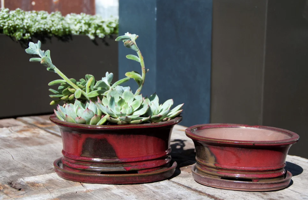 Bonsai Style Pottery - We have a vast selection of bonsai style pottery for all of the bonsai aficionados out there. Come in and behold our varied, yet carefully curated selection. This is just a small sample of what we have to offer. Bonsai Style Pottery - We have a vast selection of bonsai style pottery for all of the bonsai aficionados out there. Come in and behold our varied, yet carefully curated selection. This is just a small sample of what we have to offer.