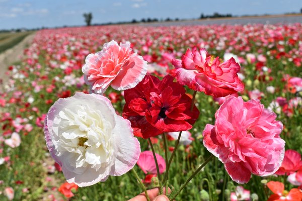 Close up flower photos - Some close ups of some of our flowers in bloom over the years