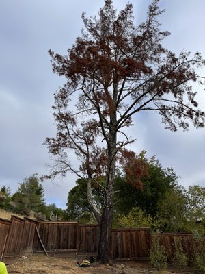Pine tree removal - Pine tree removal before and after pictures Pine tree removal - Pine tree removal before and after pictures
