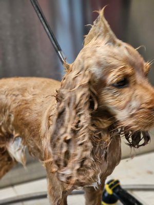 Bath and haircut day! - All pups are important and deserve to have a calm and relaxing spa day! I believe if they have a great experience, they will love coming back. These fur babies got a Full Groom which consists of a full brush out, bath, blow dry, full body groom and nails. ❤️🐾 Bath and haircut day! - All pups are important and deserve to have a calm and relaxing spa day! I believe if they have a great experience, they will love coming back. These fur babies got a Full Groom which consists of a full brush out, bath, blow dry, full body groom and nails. ❤️🐾