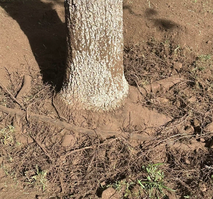 ROOT CROWN EXCAVATION - This basic yet often overlooked part of Tree Health care and preventative maintenance. Using high powered air we open up the crown of the root system (which should always be exposed) to inspect the root system. Pruning out any roots that can and will cause a choking effect to your tree. These Girdling Roots will cut the life of your tree exponentially . ROOT CROWN EXCAVATION - This basic yet often overlooked part of Tree Health care and preventative maintenance. Using high powered air we open up the crown of the root system (which should always be exposed) to inspect the root system. Pruning out any roots that can and will cause a choking effect to your tree. These Girdling Roots will cut the life of your tree exponentially .