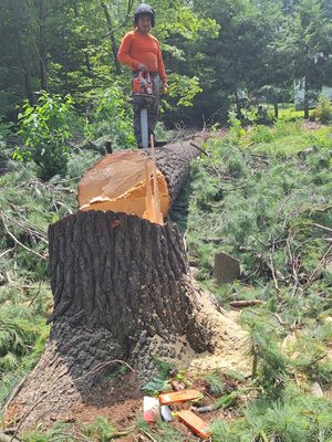 Tree Service - This job was done with excellent technic and hard work on clean up, we know.