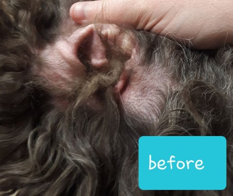 Ear cleaning/ plucking before & after - Hair removal and ear cleaning done by Cheryl.