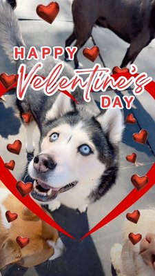 Valentine's day - This is some pictures from our Valentines day photo shoot 2025