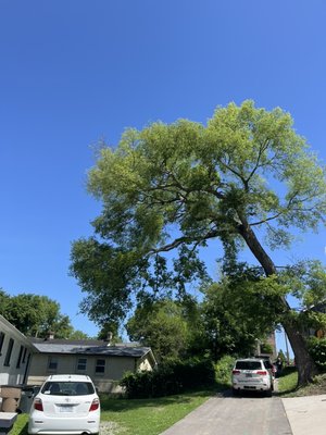 Leaning hackberry weight reduction - Today we did some weight reduction on a large hackberry tree that had some massive lean over their neighbors house. You have to appreciate someone who really thinks of their neighbors these days! With all the storms we've been getting, its hard not to fear these beautiful giants! Glad we were able to mitigate risk and keep this giant standing tall with a nice haircut. less Leaning hackberry weight reduction - Today we did some weight reduction on a large hackberry tree that had some massive lean over their neighbors house. You have to appreciate someone who really thinks of their neighbors these days! With all the storms we've been getting, its hard not to fear these beautiful giants! Glad we were able to mitigate risk and keep this giant standing tall with a nice haircut. less