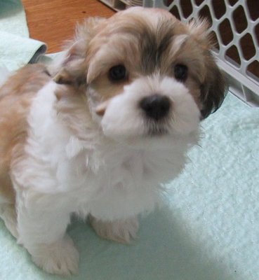 Puppies Available - Pups ready to go home today, Puppies Available - Pups ready to go home today,