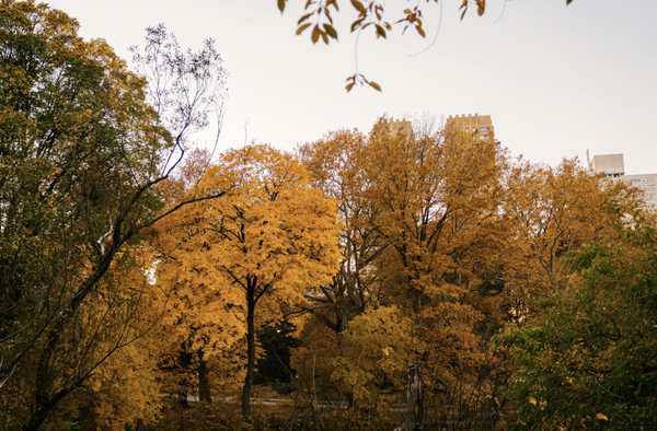 Scenery Worth Experiencing - I enjoy being your Central Park Tour Guide Year Round!!! Scenery Worth Experiencing - I enjoy being your Central Park Tour Guide Year Round!!!