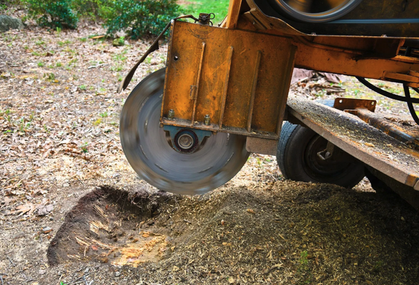 Stump Grinding - Whether you hired someone else to cut down a tree or you were surprised to find a fallen tree on your property after a storm, you're likely left with an eyesore and a potential hazard. The stump can be a danger to your home and family if it's left on your property. Getting rid of that stump is easy with help from Premier Tree Service LLC. We'll bring all the necessary equipment to your property and handle the stump grinding process for you, including filling in the hole when we're finished. With our services for stump grinding Baton Rouge, LA residents count on, you can feel peace of mind that your property and family are safe from the dangers of stumps on your property.
If there are tree stumps taking up space in your yard, then it's time to schedule service for the stump grinding Baton Rouge, LA knows and trusts. Call (504) 334-8372 now to speak with a Premier Tree Service LLC team member about your options. Excellent customer service is always guaranteed! We’ll be happy to answer any questions you may have and take you through our step-by-step process. Since 2019, we’ve been providing high-quality services to those in the area. You can rest assured you’re getting exactly what you need from our team of experts. Stump Grinding - Whether you hired someone else to cut down a tree or you were surprised to find a fallen tree on your property after a storm, you're likely left with an eyesore and a potential hazard. The stump can be a danger to your home and family if it's left on your property. Getting rid of that stump is easy with help from Premier Tree Service LLC. We'll bring all the necessary equipment to your property and handle the stump grinding process for you, including filling in the hole when we're finished. With our services for stump grinding Baton Rouge, LA residents count on, you can feel peace of mind that your property and family are safe from the dangers of stumps on your property.
If there are tree stumps taking up space in your yard, then it's time to schedule service for the stump grinding Baton Rouge, LA knows and trusts. Call (504) 334-8372 now to speak with a Premier Tree Service LLC team member about your options. Excellent customer service is always guaranteed! We’ll be happy to answer any questions you may have and take you through our step-by-step process. Since 2019, we’ve been providing high-quality services to those in the area. You can rest assured you’re getting exactly what you need from our team of experts.