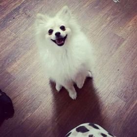 White Pomeranian Puppies - We specialize in AKC registered white Pomeranians! Contact us today for availability! White Pomeranian Puppies - We specialize in AKC registered white Pomeranians! Contact us today for availability!