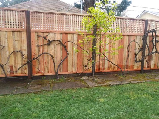 Picture Frame with Lattice Fences in Napa - Do you have a fence that shares a boundary line with a neighbor? If so, then you may know that it can be difficult to get your fence replaced. No one wants to be stuck with the backside of a fence facing their yard, especially if they’re paying for a portion.However, a “good neighbor fence” can help homeowners on both sides be satisfied with what they see from their yard.There’s no need to have an eyesore on one side of the fence. Typically, normal fences will have the presentable side with boards facing outwards, with the posts and stringers facing in towards the yard. But, a good neighbor fence is built differently and looks identical on both sides. This is especially important when it comes to a shared fence on a boundary line with a neighbor. No one needs to compromise and accept that they have the “bad side” if you use this kind of fence.