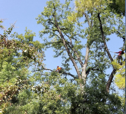 Experienced Professionals - PROFESSIONAL SERVICES
What We Offer
Advanced Tree Care is ready to fulfill your contracting needs. Whether you’re looking for a few helpful tips or need an experienced professional to fully manage a project — we’ve got the tools and experience to guarantee success. Browse through our services below, and get in touch for an estimate today. Experienced Professionals - PROFESSIONAL SERVICES
What We Offer
Advanced Tree Care is ready to fulfill your contracting needs. Whether you’re looking for a few helpful tips or need an experienced professional to fully manage a project — we’ve got the tools and experience to guarantee success. Browse through our services below, and get in touch for an estimate today.