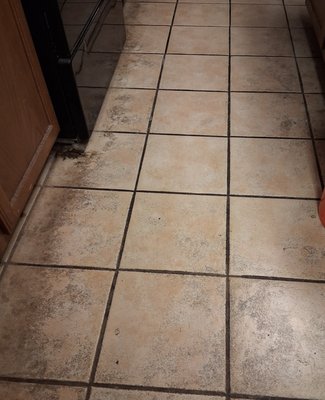Clean only for a rental property. - The renters needed the kitchen, dining room and foyer tile and grout cleaned prior to moving out. However, they did not want the grout sealed. We came in and cleaned and scrubbed it by brush with mop handle and then by hand. The tile was heavily pitted. Clean only for a rental property. - The renters needed the kitchen, dining room and foyer tile and grout cleaned prior to moving out. However, they did not want the grout sealed. We came in and cleaned and scrubbed it by brush with mop handle and then by hand. The tile was heavily pitted.