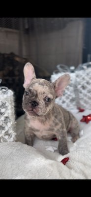 gracie (french bulldog) - this stunning 11 week old male is in search of his forever home! he will come with a one year health guarantee, 2 rounds of vaccines, lifetime support, gift basket, vet certified health check, socialized with children and other dogs, and hand raised in a family environment!