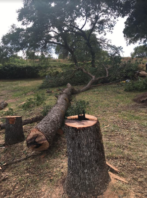 Tree Services - Tree Service Photos Tree Services - Tree Service Photos