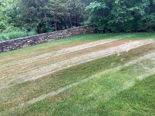 Wetting Agent Application - During the heat of the summer lawns start to suffer from heat and drought stress. They will lack water and start to brown out.
To fix this, we always recommend customers to increase their watering amount.
Unfortunately, some customers have water restrictions. For these customers, we always recommend watering as much and as often as they are permitted.
We also do offer a wetting agent application. This application will help the lawn hold and retain more water so the customer can achieve a greater result out of their water resource.
If you are interested in learning more about this application, please feel free to give us a call! Wetting Agent Application - During the heat of the summer lawns start to suffer from heat and drought stress. They will lack water and start to brown out.
To fix this, we always recommend customers to increase their watering amount.
Unfortunately, some customers have water restrictions. For these customers, we always recommend watering as much and as often as they are permitted.
We also do offer a wetting agent application. This application will help the lawn hold and retain more water so the customer can achieve a greater result out of their water resource.
If you are interested in learning more about this application, please feel free to give us a call!