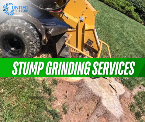 Professional Stump Grinding and Removal Services - At United Tree Care LLC, we use advanced machinery to grind down the remaining stump below ground level. This process effectively eliminates the visible part of the stump and ensures that it won’t interfere with your landscaping or pose a tripping hazard. Our stump grinding service not only clears your yard of unwanted stumps but also prevents regrowth and eliminates potential pest issues. It’s an ideal solution whether you’re preparing for new landscaping or simply want to enhance the appearance and safety of your outdoor space. We provide stump grinding services in Manassas and extend our coverage to nearby areas such as Fairfax, Arlington, Alexandria, Annandale, Ashburn, Brambleton, Bristow, and across Northern Virginia, ensuring a comprehensive and effective solution for all your stump removal needs. Professional Stump Grinding and Removal Services - At United Tree Care LLC, we use advanced machinery to grind down the remaining stump below ground level. This process effectively eliminates the visible part of the stump and ensures that it won’t interfere with your landscaping or pose a tripping hazard. Our stump grinding service not only clears your yard of unwanted stumps but also prevents regrowth and eliminates potential pest issues. It’s an ideal solution whether you’re preparing for new landscaping or simply want to enhance the appearance and safety of your outdoor space. We provide stump grinding services in Manassas and extend our coverage to nearby areas such as Fairfax, Arlington, Alexandria, Annandale, Ashburn, Brambleton, Bristow, and across Northern Virginia, ensuring a comprehensive and effective solution for all your stump removal needs.