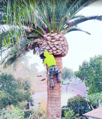 Palm Tree Services - Welcome to Safeway Tree Service, your premier tree removal company in Granada Hills, CA and the surrounding area. We provide a variety of tree services, including tree trimming, tree removal, palm tree trimming, and more. We have the skill and experience necessary to remove all types of trees, offering the highest quality services and customer care in the Granada Hills area. With over 10 years of experience, we have the knowledge and skill to handle all of your tree care needs. Our company offers respect, trust, integrity and a commitment to exceeding the expectations of our customers. We are fully insured and dedicated to performing the best quality tree removal around. We strive to deliver complete customer satisfaction, providing quality tree services, affordable pricing, and excellent customer service. If you are interested in acquiring our stump removal service or if you would like to learn more about pruning and brush clearing, go ahead and contact us at Safeway Tree Service today for more information. Palm Tree Services - Welcome to Safeway Tree Service, your premier tree removal company in Granada Hills, CA and the surrounding area. We provide a variety of tree services, including tree trimming, tree removal, palm tree trimming, and more. We have the skill and experience necessary to remove all types of trees, offering the highest quality services and customer care in the Granada Hills area. With over 10 years of experience, we have the knowledge and skill to handle all of your tree care needs. Our company offers respect, trust, integrity and a commitment to exceeding the expectations of our customers. We are fully insured and dedicated to performing the best quality tree removal around. We strive to deliver complete customer satisfaction, providing quality tree services, affordable pricing, and excellent customer service. If you are interested in acquiring our stump removal service or if you would like to learn more about pruning and brush clearing, go ahead and contact us at Safeway Tree Service today for more information.