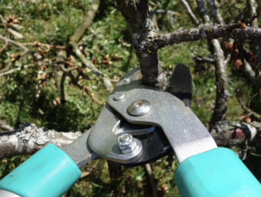 Tree Trimming - Tree trimming is essential to maintaining healthy and beautiful trees. If it's been a while since you let a professional prune your tree, you should consider branch removal services from Hutchwood Tree Service. We'll climb your tree to safely and carefully remove any unwanted limbs, helping to prevent future problems and encouraging new growth.

Don't hesitate to get help from our tree care specialists in the Troutman, NC area. We'll make sure your tree grows properly.