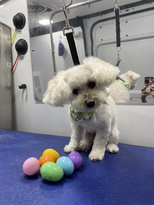 Happy Easter - Celebrating Easter with our furry friends. Happy Easter - Celebrating Easter with our furry friends.