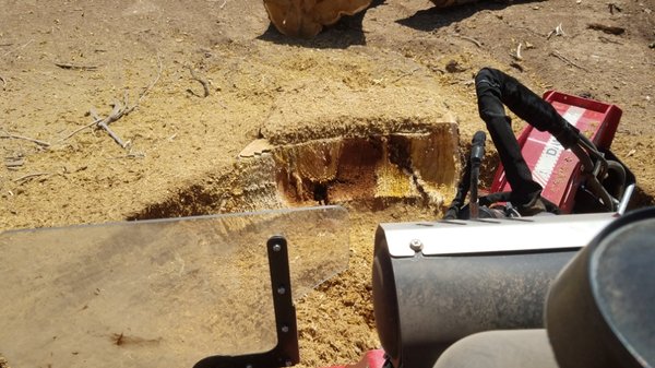 Stump grinding - this stump was one of three on the property. that we chipped . happy customers