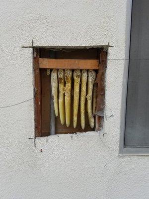 Pest Control Work - Pictures of some of the pest control work we have performed.