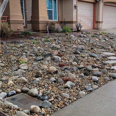 Lawn removal & Xeriscape_1 - Scape Aesthetics is #1 in Elk Grove for Xeriscape projects.
We can help you transform your conventional lawn into a drought tolerant landscape with perennials and a drip irrigation system. Plus you get to join in water conservation efforts.
This project involved: grass removal, landscape fabric installation, flagstone pavers/stepping stone, decorative rock, and mulch installation, shrub planting, and drip irrigation installation Lawn removal & Xeriscape_1 - Scape Aesthetics is #1 in Elk Grove for Xeriscape projects.
We can help you transform your conventional lawn into a drought tolerant landscape with perennials and a drip irrigation system. Plus you get to join in water conservation efforts.
This project involved: grass removal, landscape fabric installation, flagstone pavers/stepping stone, decorative rock, and mulch installation, shrub planting, and drip irrigation installation