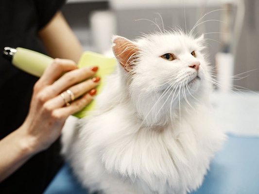 Cat Grooming Services - Home of pet perfection. It's your pet's time to shine! Keeping them feeling & looking good. Making the world beautiful one pet at a time.