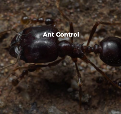 Ant Control - Take the Sting Out of Finding Fire Ants.

Discovering a fire ant infestation is enough to make anyone stress. Thankfully, you can get thorough ant control services when you work with Pest Frog in Spring, TX. We use TopChoice, a professional-strength insecticide that's not available over the counter, to make sure your ant problem is taken care of.

You'll even get a one-year guarantee. If you find ants within 52 weeks after your treatment, we'll come back and treat your property again. Reach out to us today to learn more about our fire ant treatment services.

What's included in our fire ant control service?

We want to solve your ant infestation quickly and effectively. That's why we use a tried-and-true ant control plan that includes a general and spot treatment. We'll spray effective and environmentally-friendly TopChoice around your property. Then we'll apply a spot treatment to any existing mounts we find to give you instant results.

Our fire ant treatment will also remove fleas, ticks and crickets. Set up an appointment with us today.