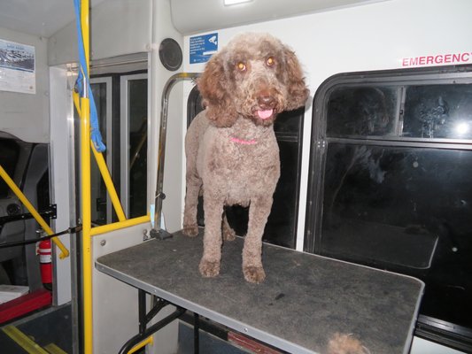Full grooming and basic grooming - Full grooming Full grooming and basic grooming - Full grooming