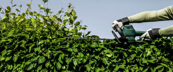 Tree Pruning & Recurring Services - Trees have the highest value of any landscape asset, pruning, and proper care will ensure they thrive for years. Our Arborists are experienced pruners and approach every tree with the homeowner’s concerns in mind. Whether your landscape has new trees, mature trees, or a mixture of both, proper tree care is an essential part of developing and maintaining the health and beauty of your home’s most valuable assets.
We specialize in pruning for aesthetics, weight reduction, crown cleaning, vista pruning, and building clearance. Our pruning specifications are designed to prolong the lifespan of your trees and reduce any safety risks. A personalized pruning treatment will be specified for your tree based on its health, needs, and your objectives.
General maintenance of trees typically will include pruning of dead and diseased branches, structurally defective and competing branches, and clearance issues. At a minimum, your trees should be pruned to remove any branches that pose a safety risk. Safety pruning may be specified if your budget is limited or if the tree is in declining health and more extensive pruning may not be beneficial to the tree. Tree Pruning & Recurring Services - Trees have the highest value of any landscape asset, pruning, and proper care will ensure they thrive for years. Our Arborists are experienced pruners and approach every tree with the homeowner’s concerns in mind. Whether your landscape has new trees, mature trees, or a mixture of both, proper tree care is an essential part of developing and maintaining the health and beauty of your home’s most valuable assets.
We specialize in pruning for aesthetics, weight reduction, crown cleaning, vista pruning, and building clearance. Our pruning specifications are designed to prolong the lifespan of your trees and reduce any safety risks. A personalized pruning treatment will be specified for your tree based on its health, needs, and your objectives.
General maintenance of trees typically will include pruning of dead and diseased branches, structurally defective and competing branches, and clearance issues. At a minimum, your trees should be pruned to remove any branches that pose a safety risk. Safety pruning may be specified if your budget is limited or if the tree is in declining health and more extensive pruning may not be beneficial to the tree.