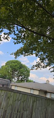 Dandelion Dr. Tree 🌳 Trimming/Pruning - This projected was requested and completed on September 15, 2025. The customer wanted clearance of tree limbs from the roof and clearance of the fence. Also there was several limbs entering into 2 neighbors yards that were cleared. One large dead limb in the middle of the tree was also removed.
