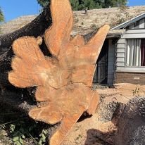 Stump Grinding and Removal - We can handle any job big or small- make your yard come back to life by grinding that unsightly stump in your yard