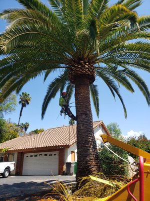 Trimming a Canary Island Date Palm - Giving the Canary Date Palm a nice trim and by removing seeds and dead fronds, also shaping the pineapple Trimming a Canary Island Date Palm - Giving the Canary Date Palm a nice trim and by removing seeds and dead fronds, also shaping the pineapple
