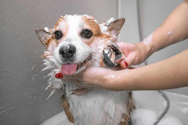 Dog Bathing & Grooming - Including cutting nails, cleaning ear canals, and picking the hair on the soles of feet Dog Bathing & Grooming - Including cutting nails, cleaning ear canals, and picking the hair on the soles of feet