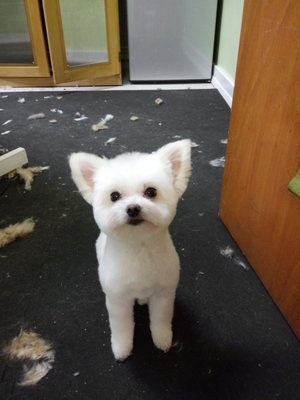 Dog Grooming - We do full service dog grooming from their nose to the tip of their tail!