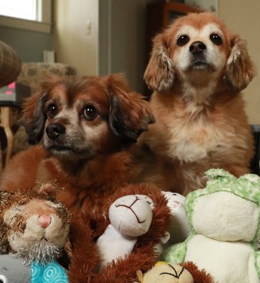 Animals - Heartwarming photographs taken of pets and animals. Both Staged and Candid moments. Animals - Heartwarming photographs taken of pets and animals. Both Staged and Candid moments.